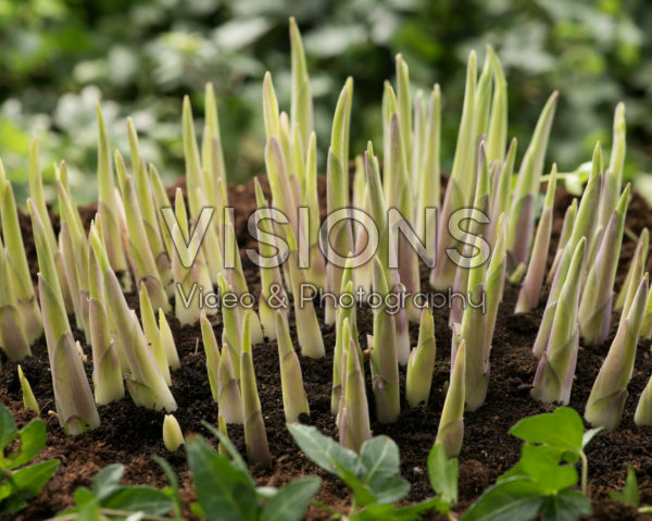 Hosta FMC mutant Hosta FMC mutant