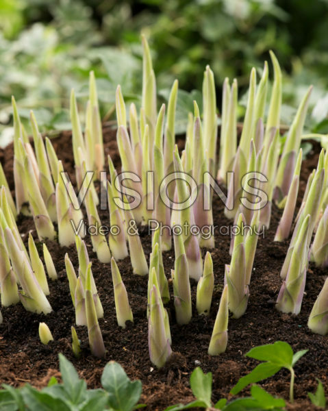 Hosta FMC mutant Hosta FMC mutant