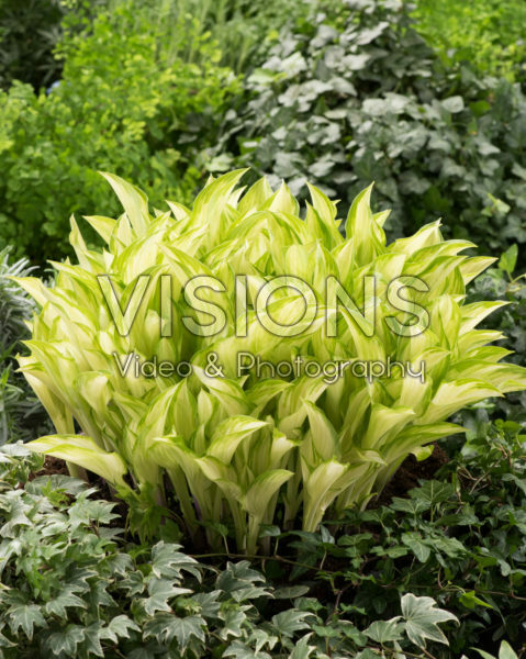 Hosta Kiwi Spearmint Hosta Kiwi Spearmint