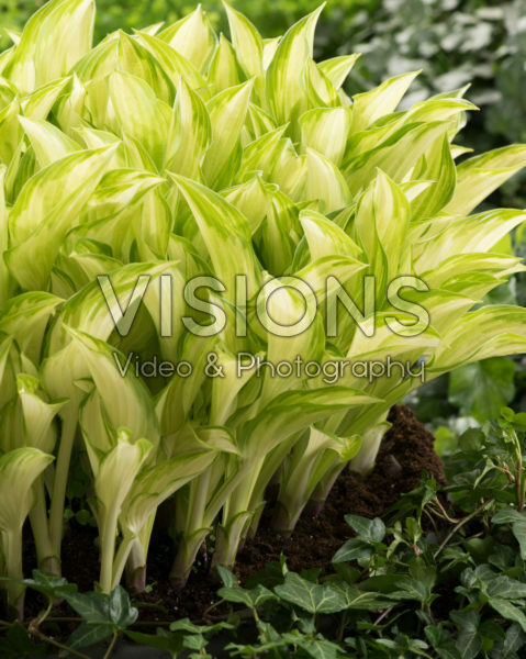 Hosta Kiwi Spearmint Hosta Kiwi Spearmint