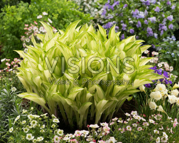 Hosta Kiwi Spearmint Hosta Kiwi Spearmint