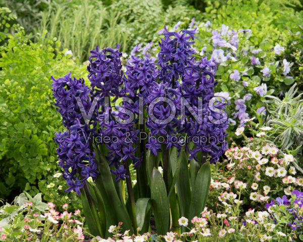 Hyacinthus Peter Stuyvesant Hyacinthus Peter Stuyvesant