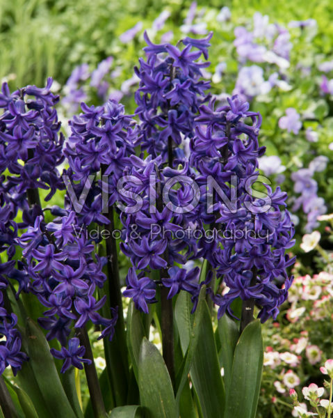 Hyacinthus Peter Stuyvesant Hyacinthus Peter Stuyvesant