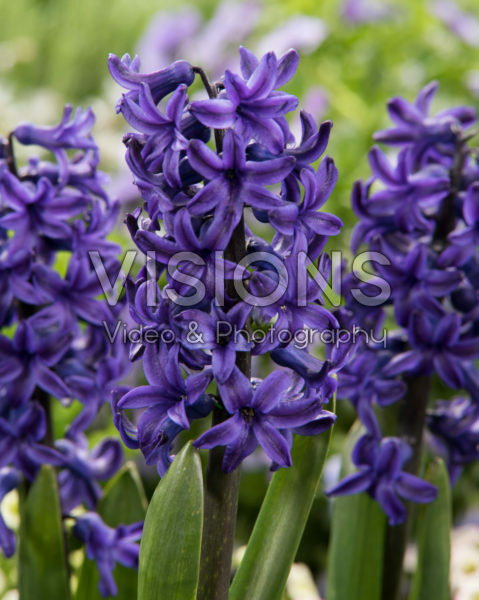 Hyacinthus Peter Stuyvesant Hyacinthus Peter Stuyvesant