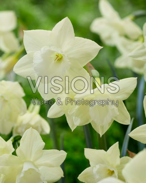 Narcissus Lemon Hunter Narcissus Lemon Hunter