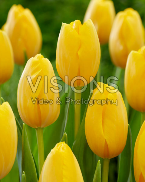 Tulipa Gouden Prins Claus Tulipa Gouden Prins Claus