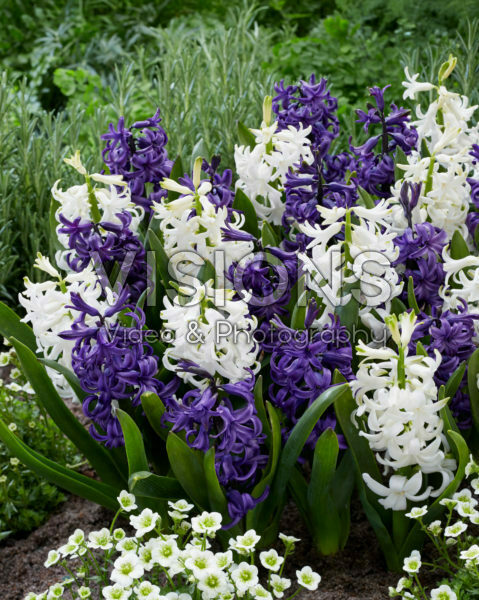 Hyacinthus blauw en wit Hyacinthus blauw en wit