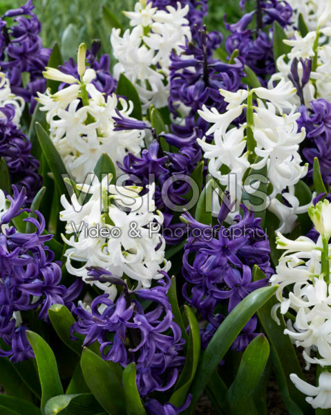 Hyacinthus blauw en wit Hyacinthus blauw en wit