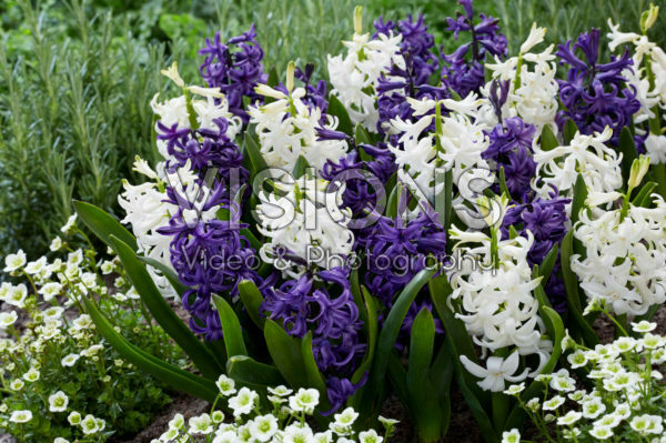 Hyacinthus blauw en wit Hyacinthus blauw en wit