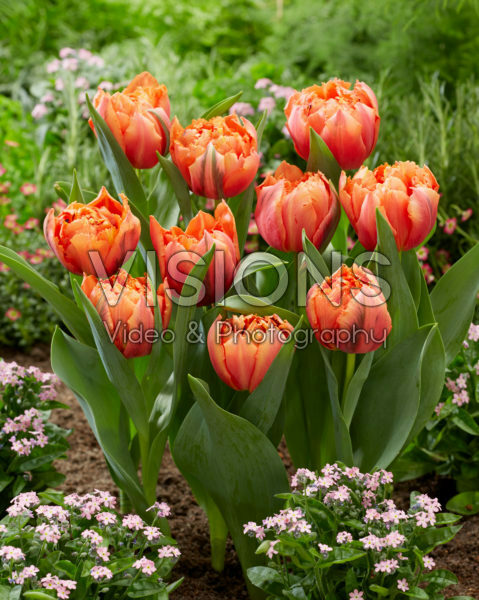 Tulipa Royal Centennial Tulipa Royal Centennial