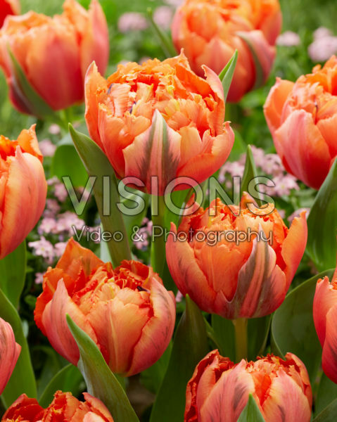 Tulipa Royal Centennial Tulipa Royal Centennial