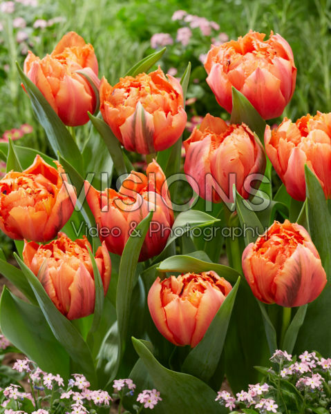 Tulipa Royal Centennial Tulipa Royal Centennial
