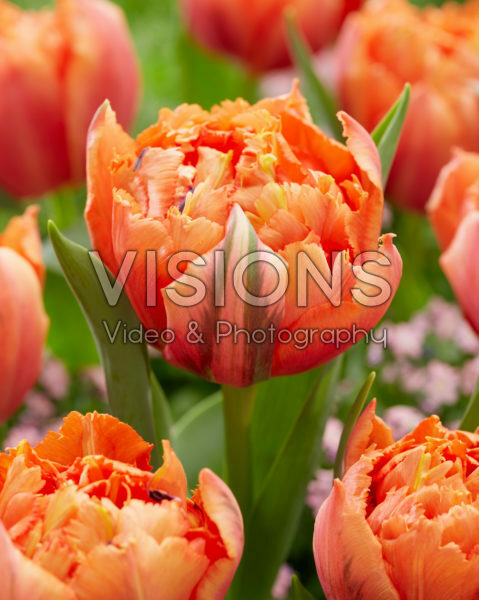 Tulipa Royal Centennial Tulipa Royal Centennial