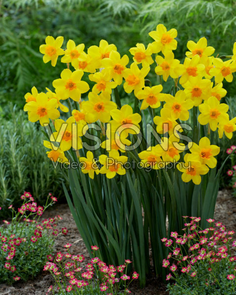 Narcissus Anfield Narcissus Anfield