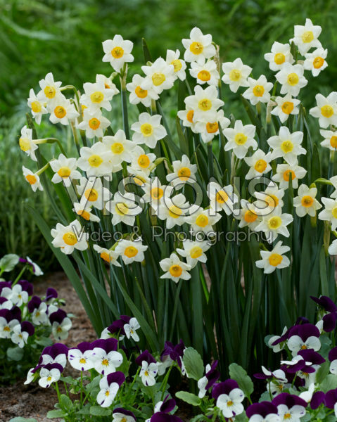Narcissus Crevette Narcissus Crevette
