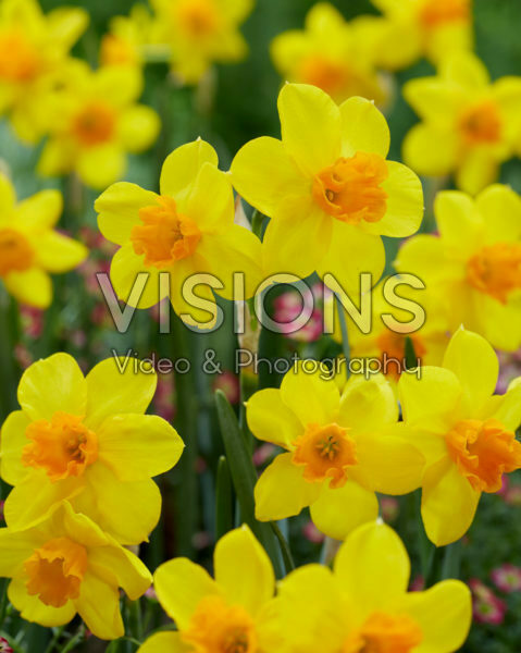 Narcissus Anfield Narcissus Anfield