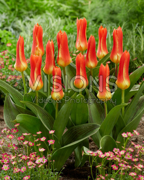 Tulipa Yaris Masson Tulipa Yaris Masson