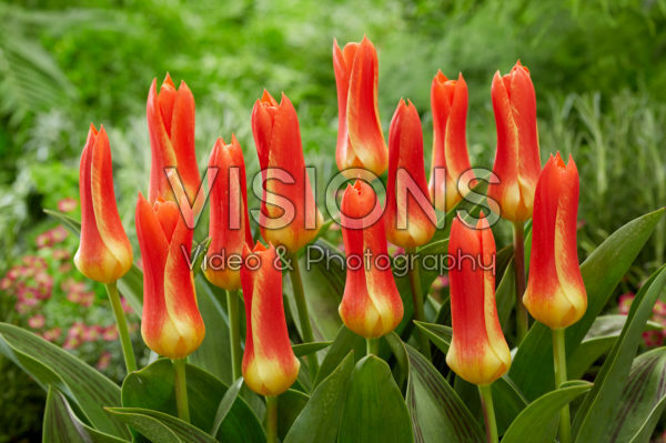 Tulipa Yaris Masson Tulipa Yaris Masson