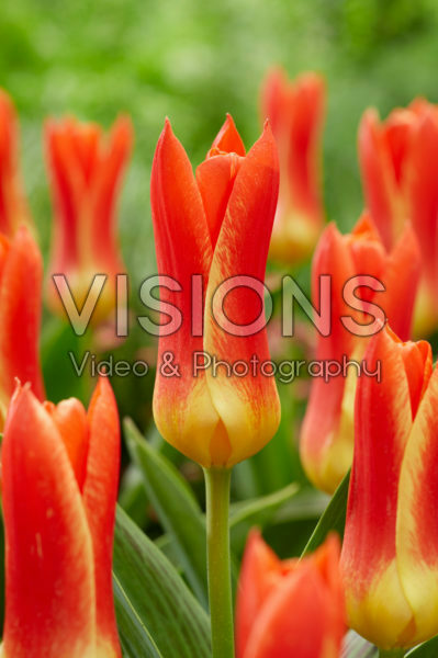 Tulipa Yaris Masson Tulipa Yaris Masson