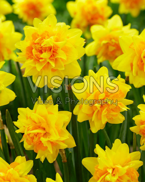 Narcissus Double Joy ® Narcissus Double Joy ®