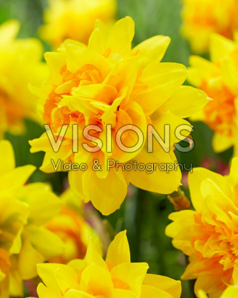 Narcissus Double Joy ® Narcissus Double Joy ®
