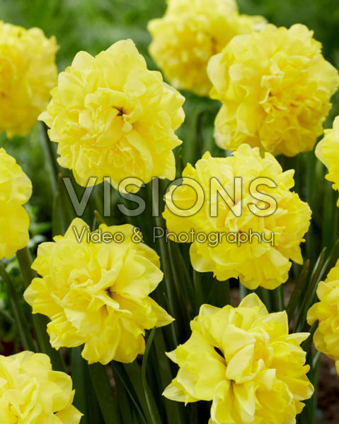 Narcissus N 08-00 Narcissus N 08-00