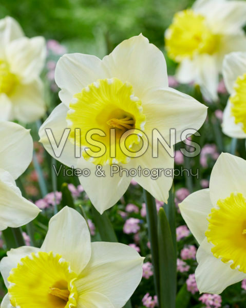 Narcissus 2W-YW Narcissus 2W-YW
