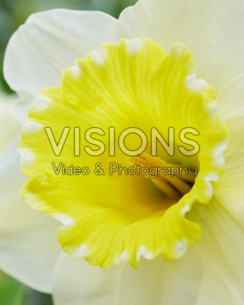 Narcissus 2W-YW Narcissus 2W-YW