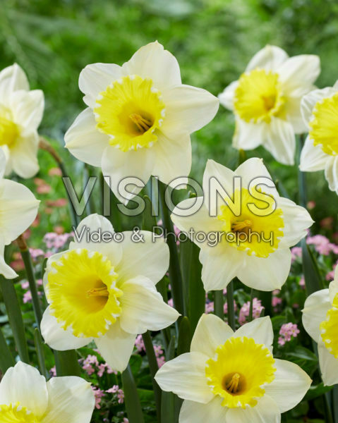 Narcissus 2W-YW Narcissus 2W-YW