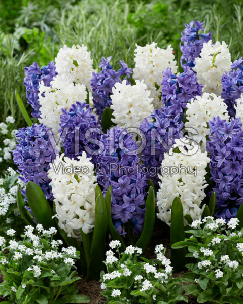 Hyacinthus blue and white Hyacinthus blue and white