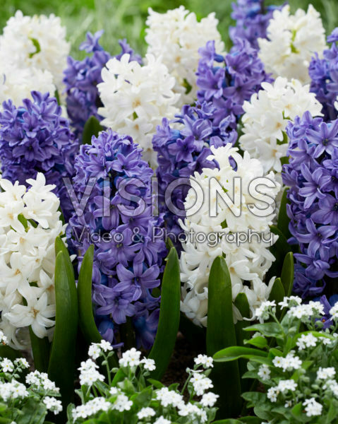 Hyacinthus blue and white Hyacinthus blue and white