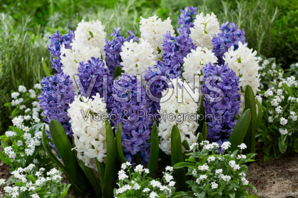 Hyacinthus blauw en wit Hyacinthus blauw en wit