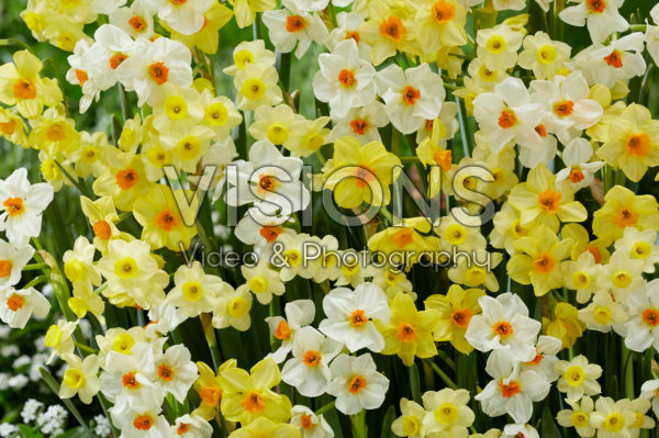 Narcissus Hugh Town, Geranium, Minnow Narcissus Hugh Town, Geranium, Minnow