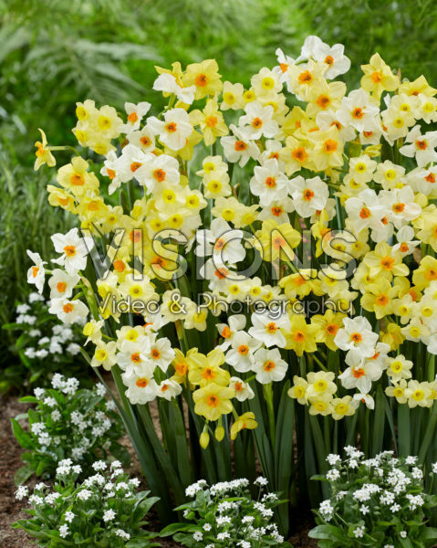 Narcissus Hugh Town, Geranium, Minnow Narcissus Hugh Town, Geranium, Minnow