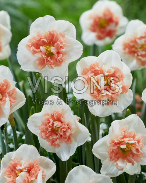 Narcissus Fire Drill Narcissus Fire Drill