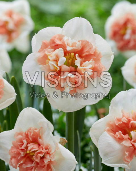 Narcissus Fire Drill Narcissus Fire Drill