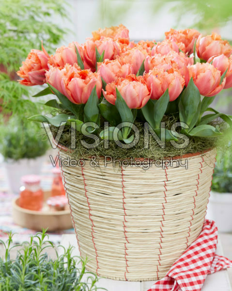 Tulipa Royal Centennial Tulipa Royal Centennial