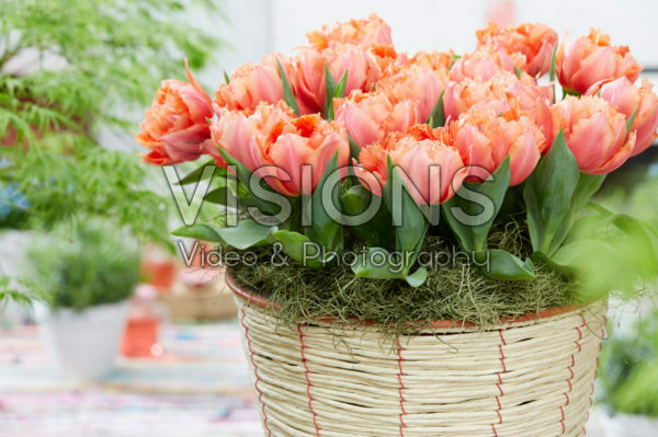 Tulipa Royal Centennial Tulipa Royal Centennial