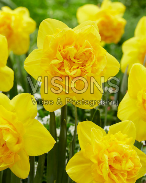 Narcissus Gold Mine Narcissus Gold Mine