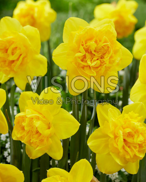Narcissus Gold Mine Narcissus Gold Mine