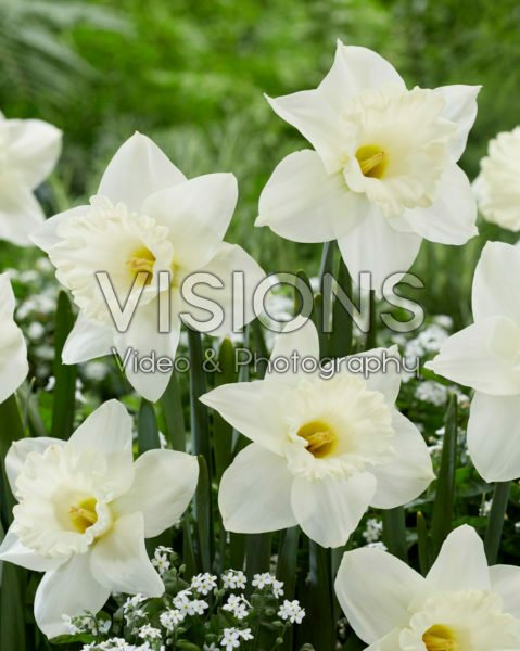 Narcissus N 00-209 Narcissus N 00-209