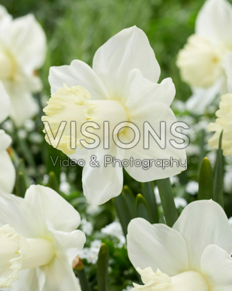 Narcissus N 01-19 Narcissus N 01-19