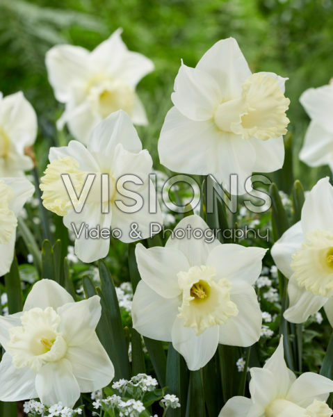 Narcissus N 01-19 Narcissus N 01-19