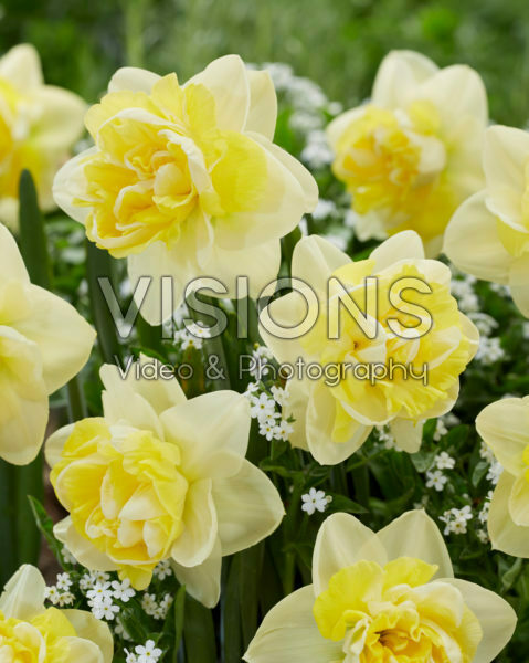 Narcissus Bonaire Narcissus Bonaire