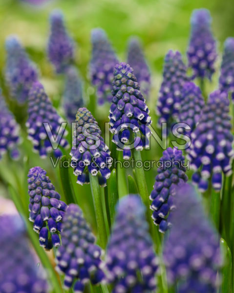 Muscari Night Eyes® Muscari Night Eyes®