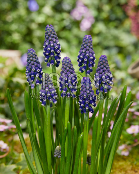 Muscari Night Eyes® Muscari Night Eyes®