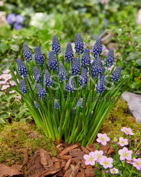 Muscari Night Eyes® Muscari Night Eyes®