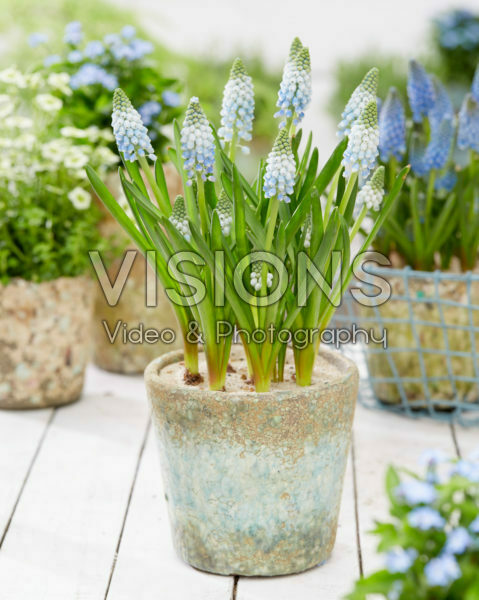 Muscari Cool Blues Muscari Cool Blues