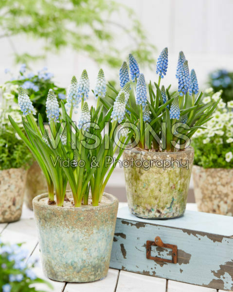 Muscari Cool Blues Muscari Cool Blues