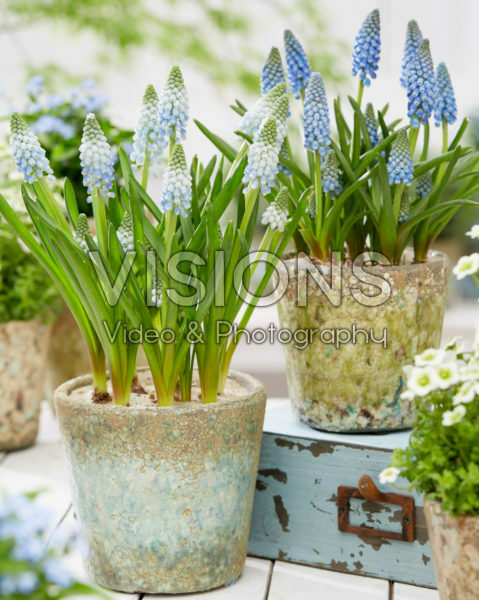 Muscari Cool Blues Muscari Cool Blues